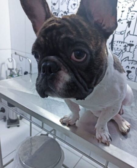 Veterinário Dermatologista