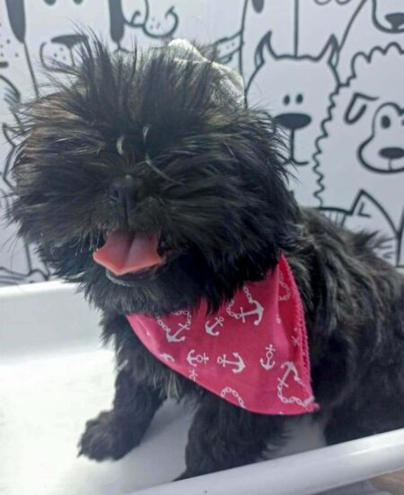 Veterinário Dermatologista