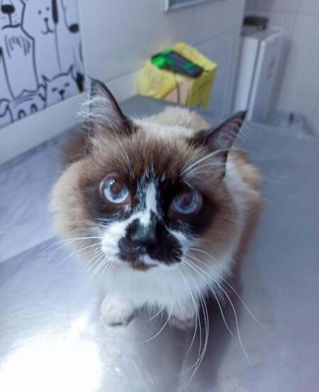 Veterinário Dermatologista