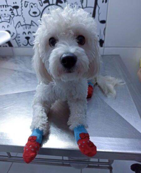 Veterinário Dermatologista